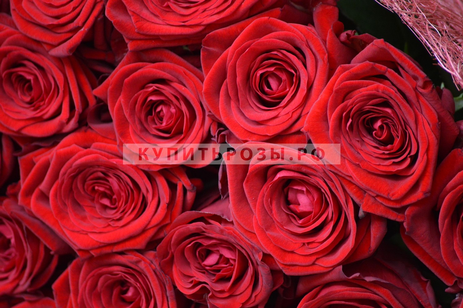 Букет роз Красота любви